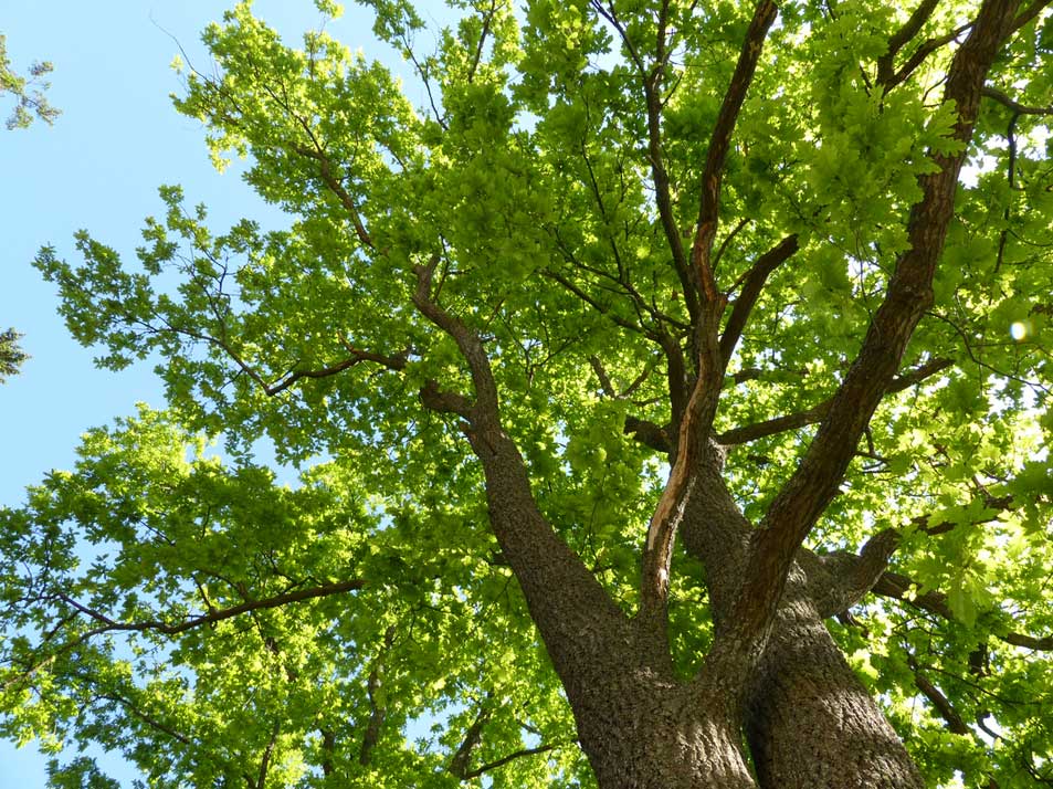 Mets&auml;tammi